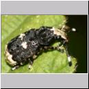 Anthribius albinus - Langfuehler-Breitruessler 01b Teverener Heide.jpg